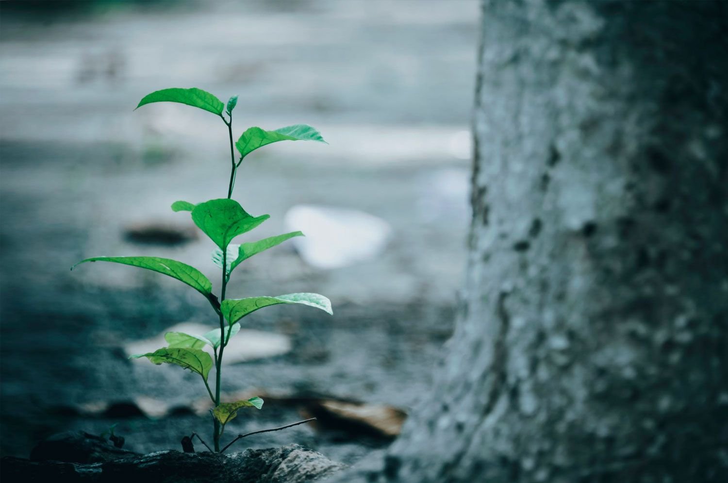 Tree Sapling Tree Sapling