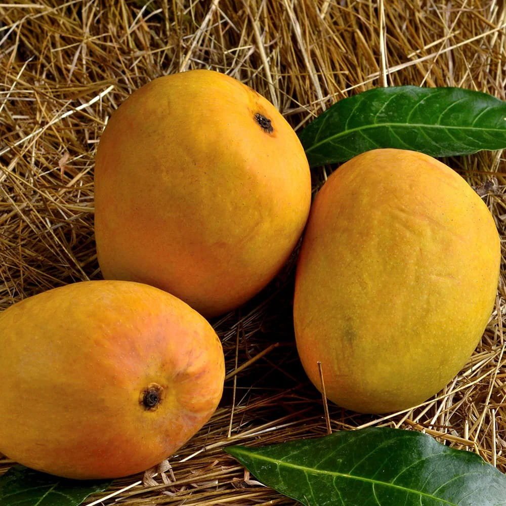 Alphonso Mango 1
