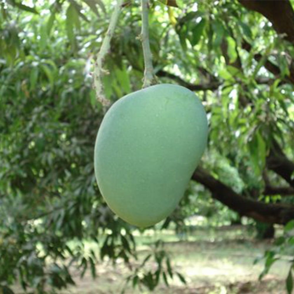 Alphonso Mango 3