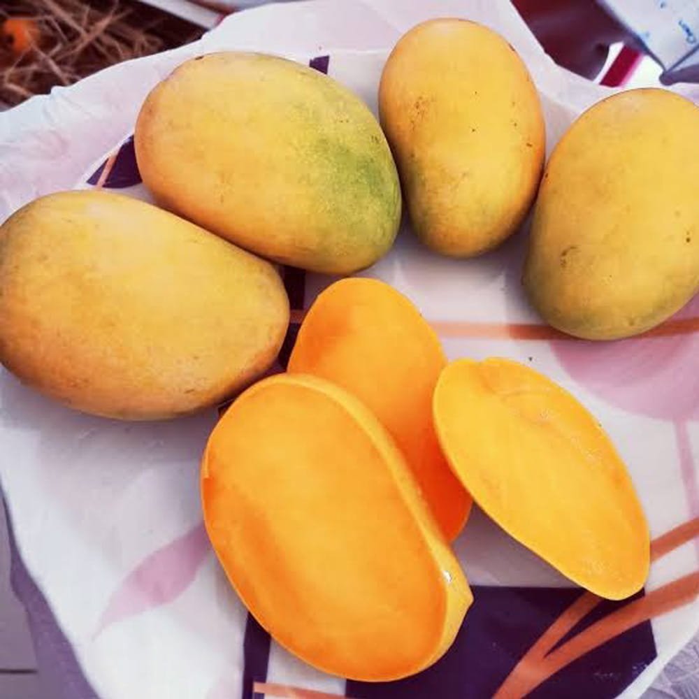 Kesar Mango 1