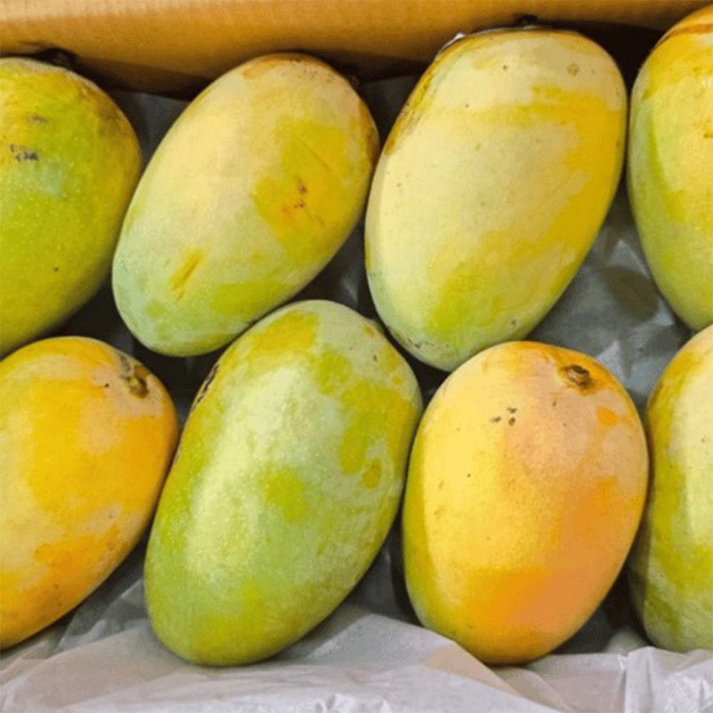 Kesar Mango 2