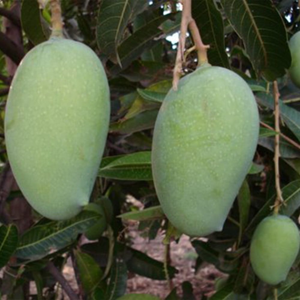 Kesar Mango 3